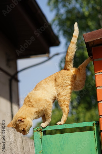 Ginger cat neatly jumping from the roof.