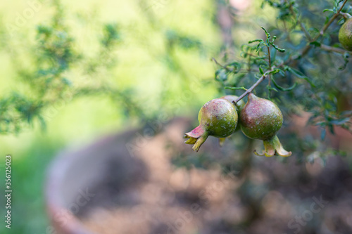 Green mini pomegranate fruit hanging on a tree branch in the garden.