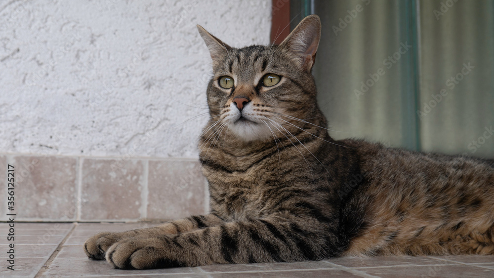 Portrait of a striped lying cat.