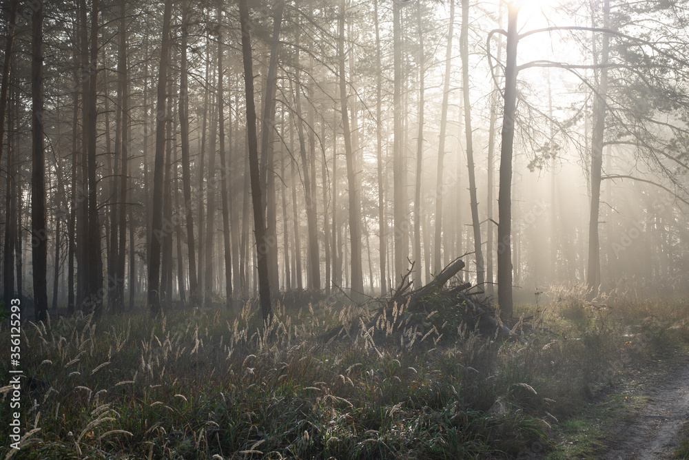 Naklejka premium Fog in the woods