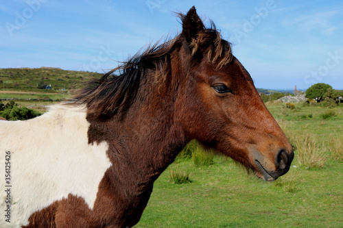 A profile of a moorland pony on a Cornish moor landscape. Blurred ruin of an engine house in view behind. Focus is specifically on the pony but background blurred to give context but not overpower. © Scorsby