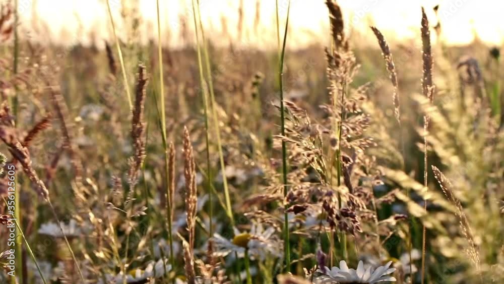 Wildgräser Feld im Sommer