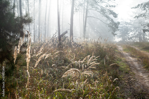 Fog in the woods