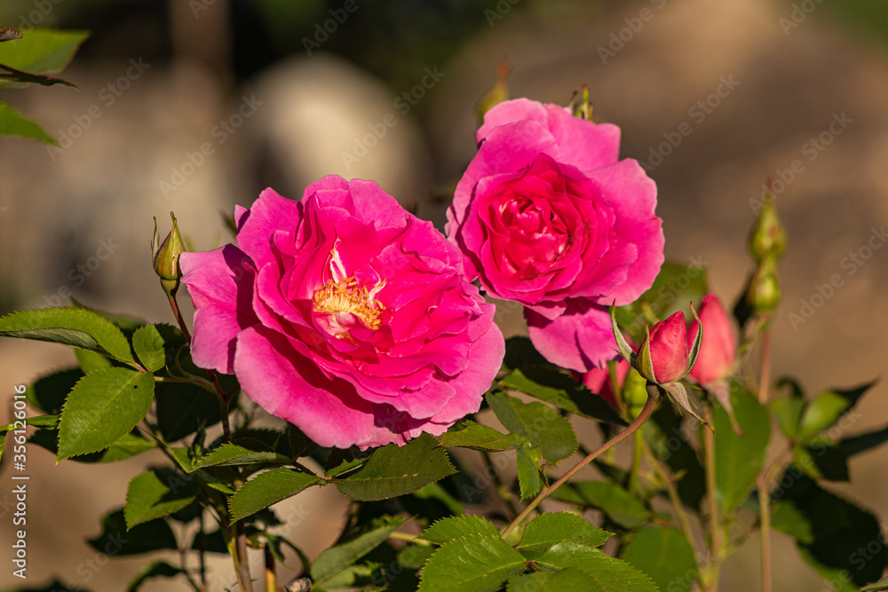 Close up rose Close up rose