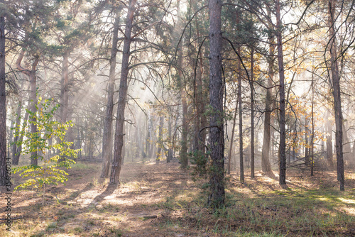 Fog in the woods © Olexandr Nazarenko