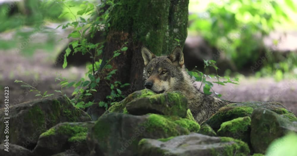 Grey wolf in the forest Grey wolf in the forest