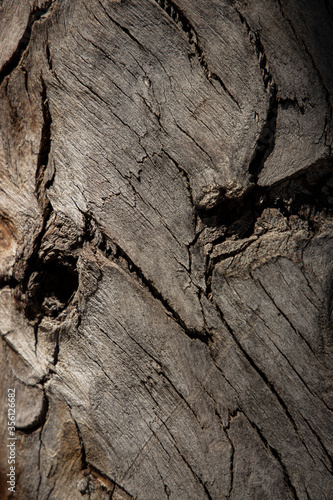 old wooden texture close up