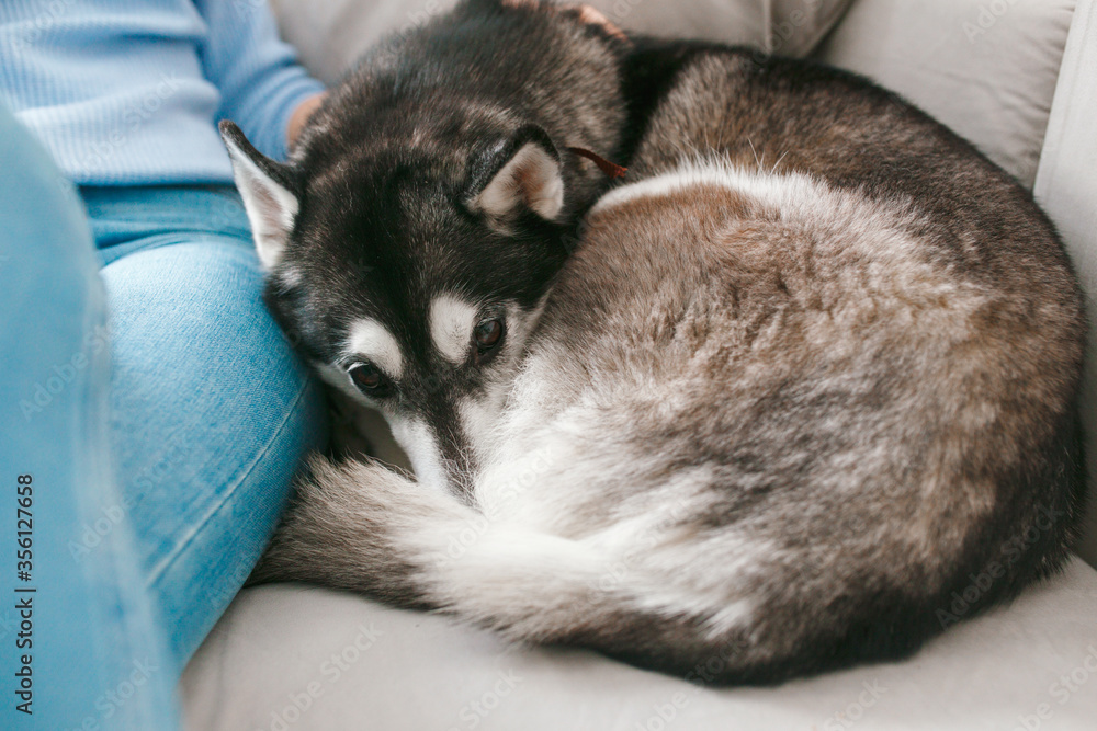 Husky dog that curls up and sleeps on sofa