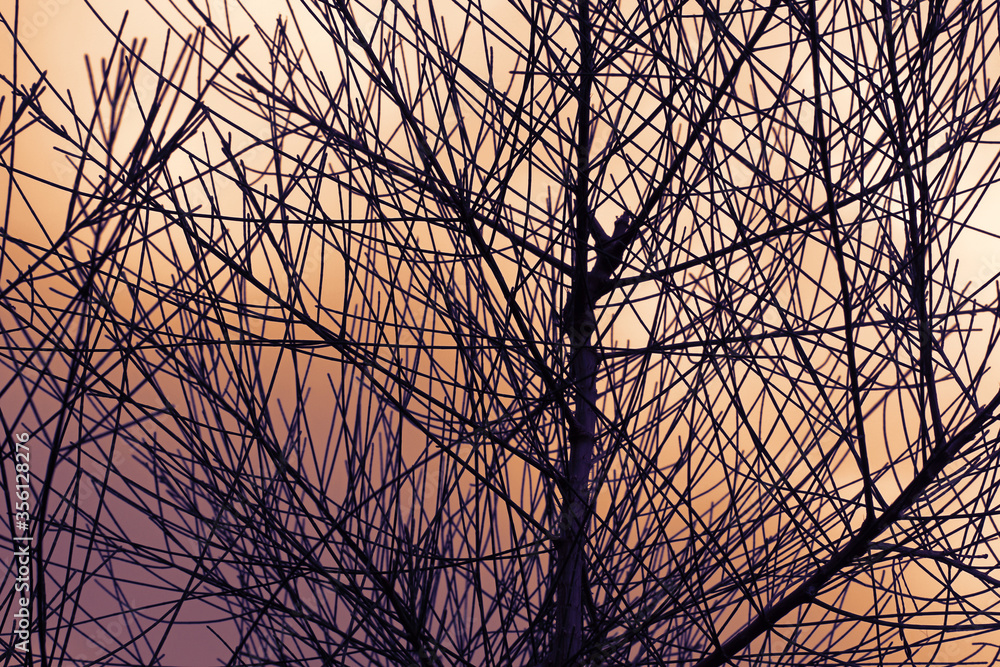 A tree without leaves in sunset A tree without leaves in sunset