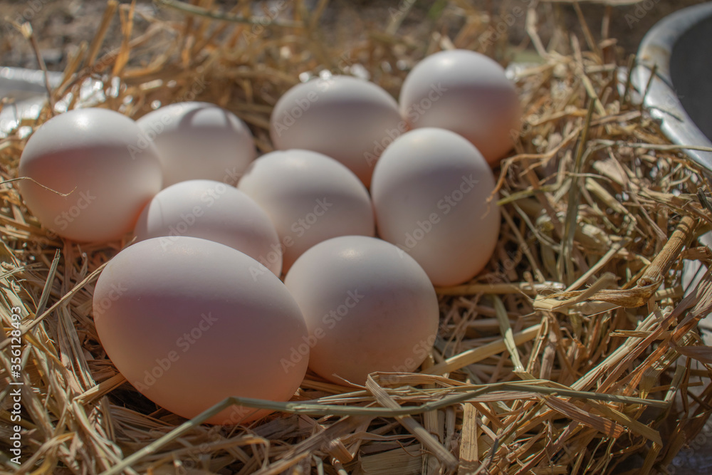 eggs in the nest eggs in the nest