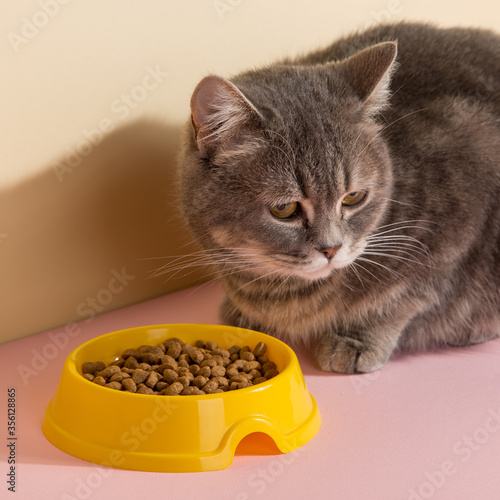 Grey cat and a bowl of food, on colored silk pink background. The concept of food for pets. Copy space.
