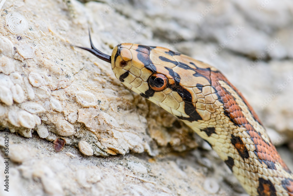 Leopard Snake - Zamenis situla, beautiful colored snake from South European rocks and bushes, Pag island, Croatia. Leopard Snake - Zamenis situla, beautiful colored snake from South European rocks and bushes, Pag island, Croatia.