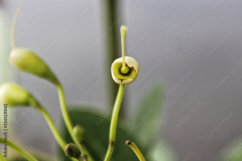 Depiction of the beauty of bloom of a flower Depiction of the beauty of bloom of a flower