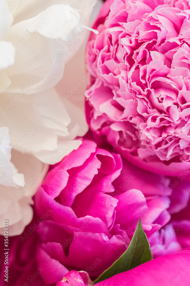 Fototapeta premium Peony Close up White, Rose, Pink