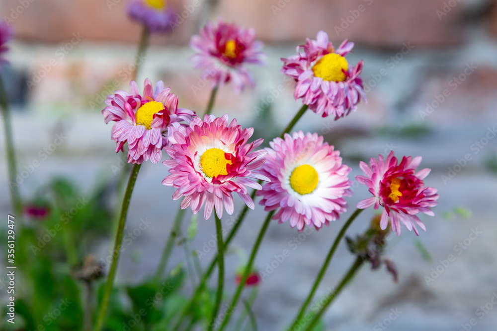 Bush of pink daisies bellis perennis on a blurry brick background. Horizontal orientation. Bush of pink daisies bellis perennis on a blurry brick background. Horizontal orientation.