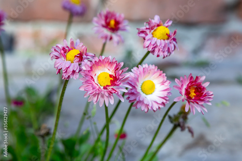 Bush of pink daisies bellis perennis on a blurry brick background. Horizontal orientation.