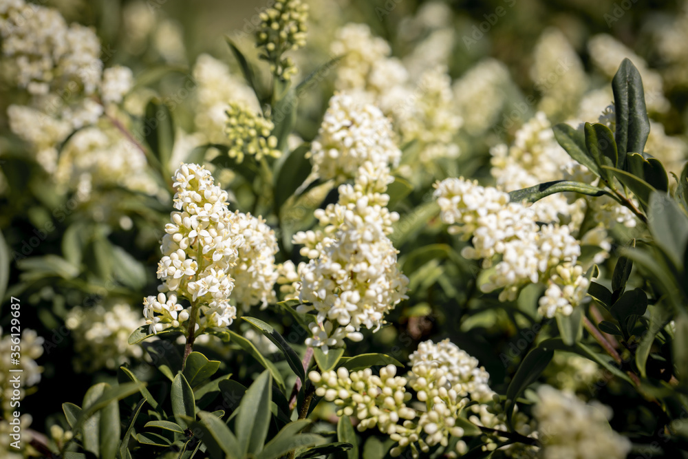 Flowering Privet Flowering Privet