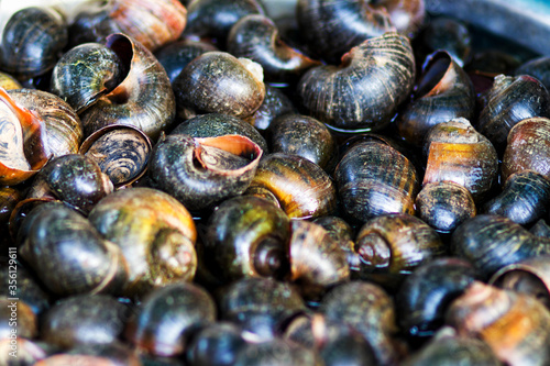 Snails - martet in Rattanakiri Province, Cambodia. photo