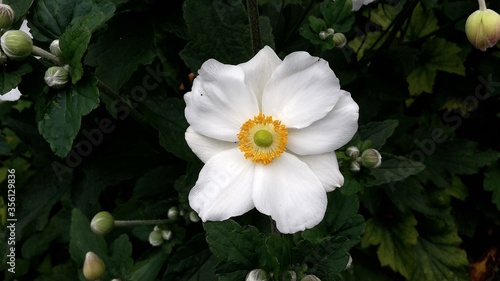 White Japanese Anemone Flower  Hybrida Honorine Jobert  in the garden.