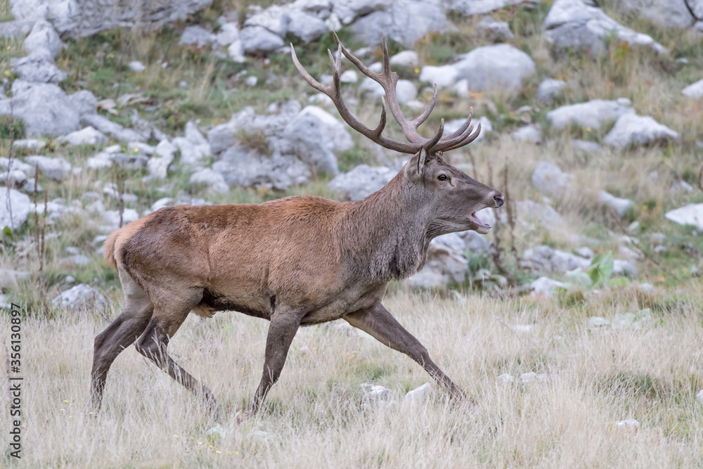 Red deer male in rocky region (Cervus elaphus) Red deer male in rocky region (Cervus elaphus)