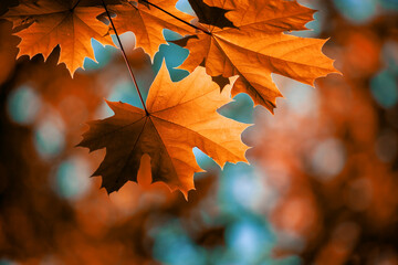 Red maple leaves on the branches