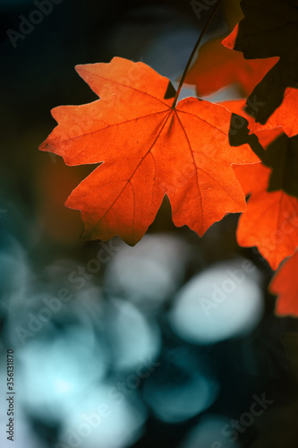 Red maple leaves on the branches