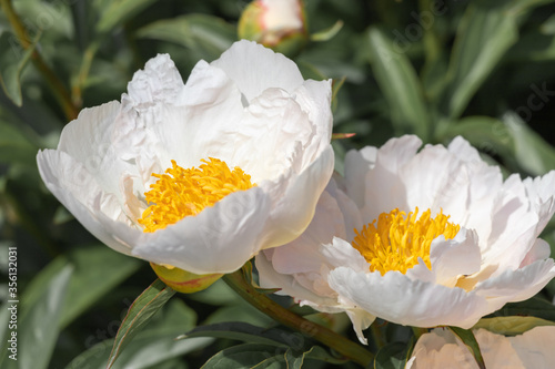 Beautiful white peonies in the garden.