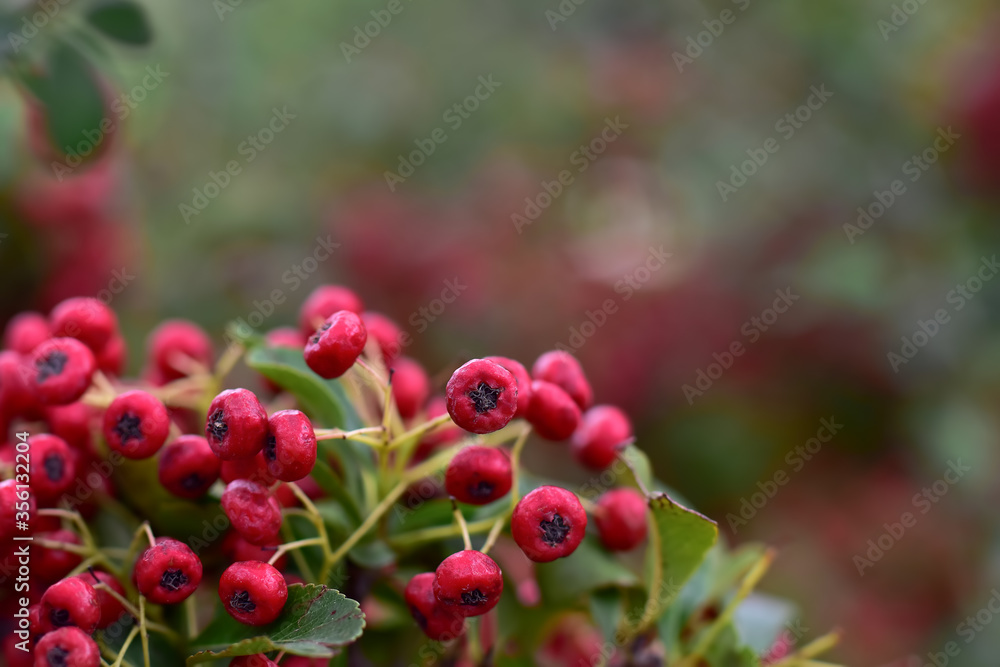 Fototapeta premium Red clusters of ripe hawthorn in nature close-up
