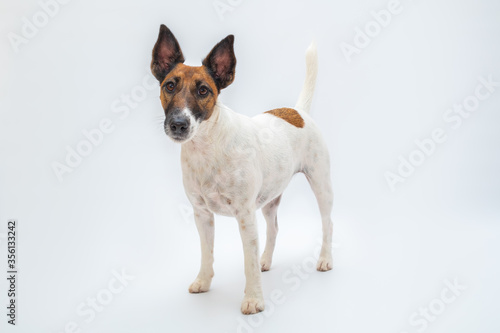 Smooth fox terrier dog stands in white isolated backdrop. Pets, pure-bred dogs, pet advertisement concept