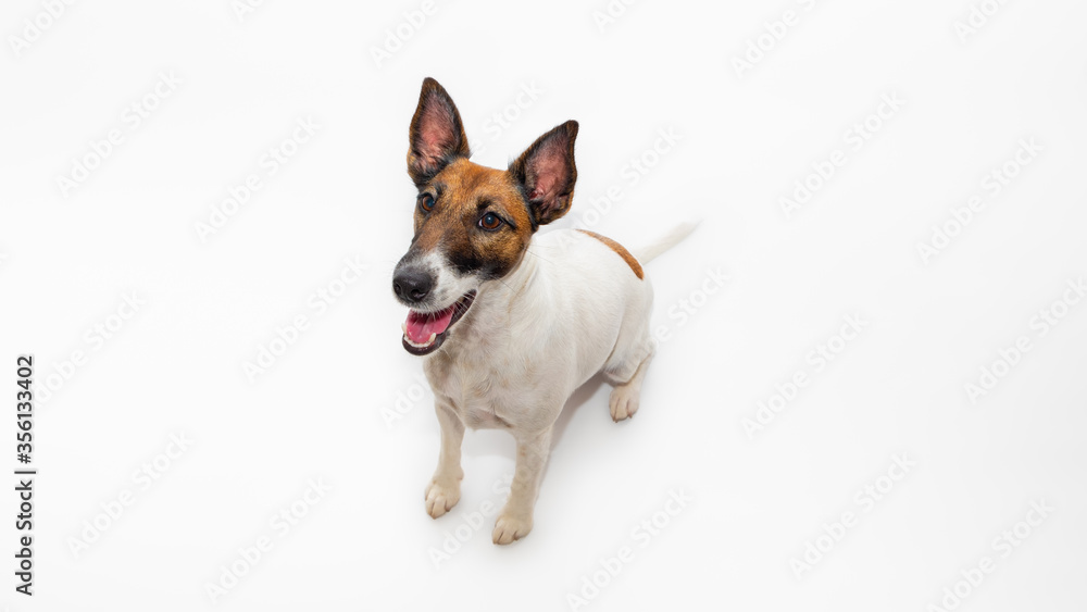 Cute smiling fox terrier dog, white backdrop and copy space. Happy and beautiful puppy looking up at camera, studio shot
