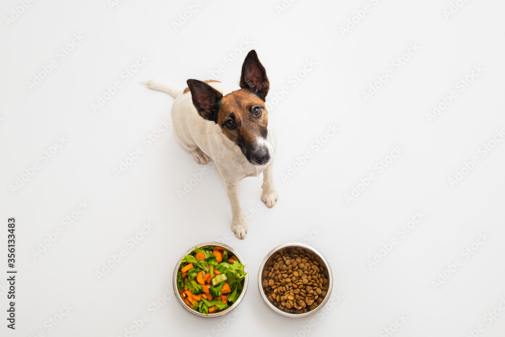 Do Dogs Naturally Eat Vegetables