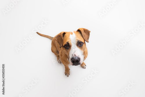 Cute staffordshire terrier in studio background, high angle shot. Pets, domestic dog posing in white backdrop