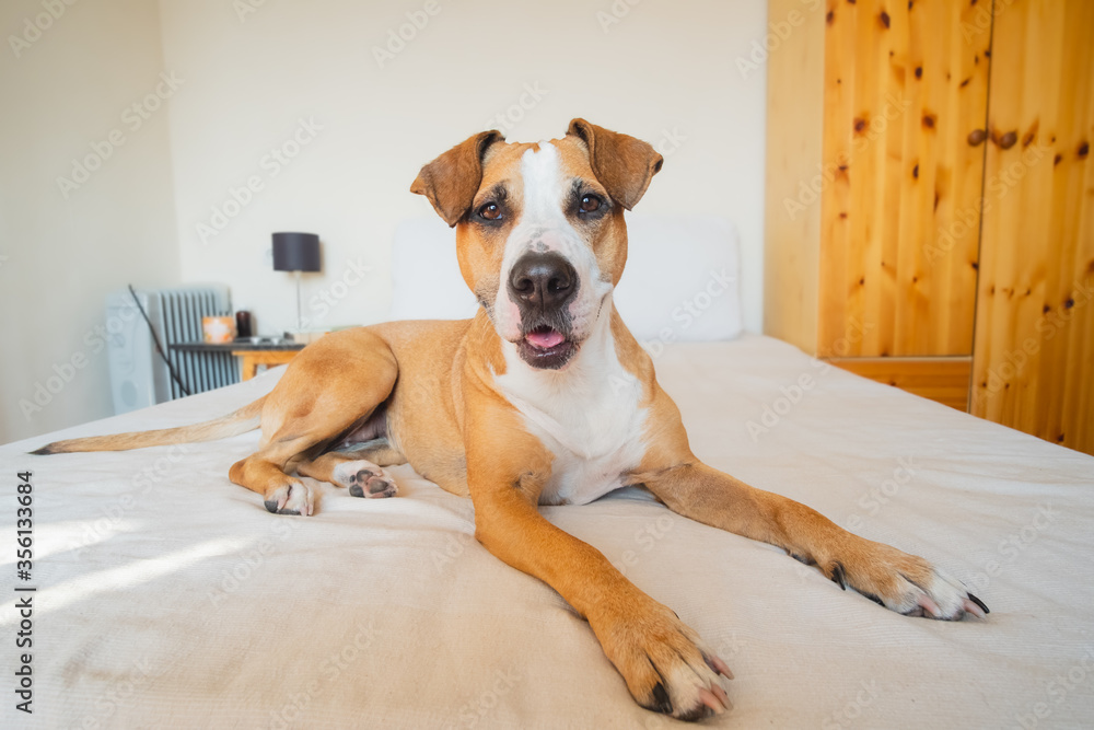 Dog chilling on a human bed in a bderoom. Pets at home, happy staffordshire terrier indoors Dog chilling on a human bed in a bderoom. Pets at home, happy staffordshire terrier indoors