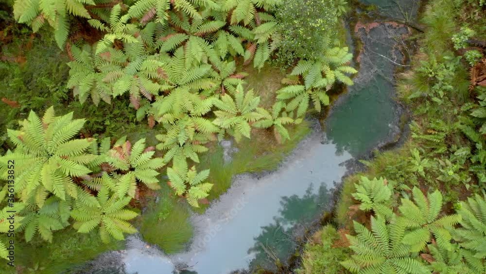 Aerial: topdown view of ferns and Redwoods, Rotorua, New Zealand Aerial: topdown view of ferns and Redwoods, Rotorua, New Zealand
