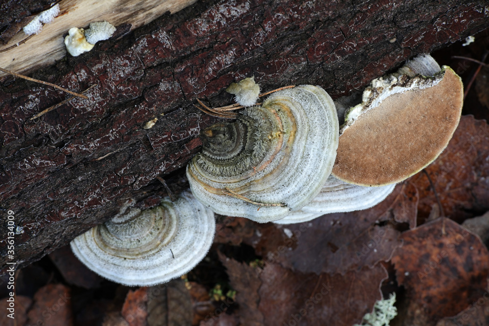 Trametes hirsuta, known as hairy bracket fungus, mushrooms from Finland