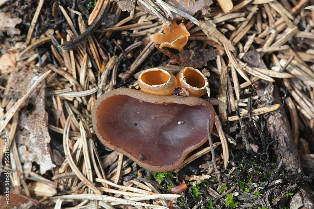 Peziza violacea, known as the violet fairy cup or the violet cup fungus ...