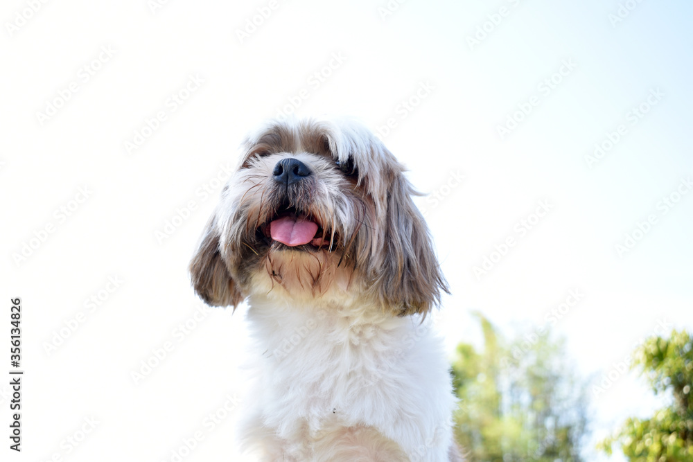 the beautiful pattern smile dog the beautiful pattern smile dog