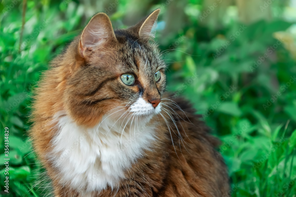 A multi-colored cat is sitting on the grass in the garden and looking aside. Close-up.