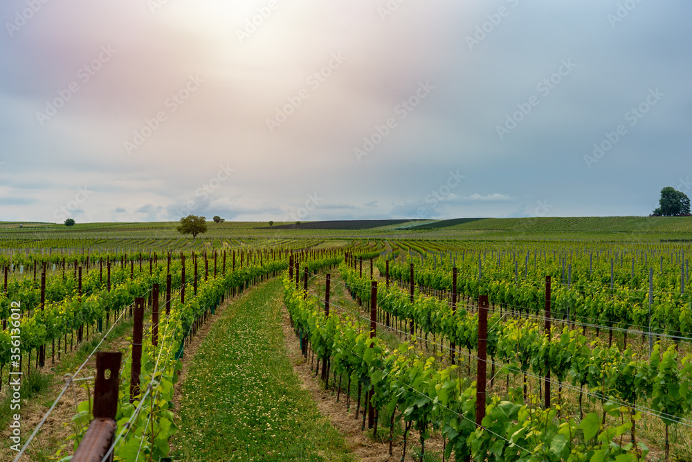 raw growing green grapes in nice rows in a vineyard springtime summer beginning raw growing green grapes in nice rows in a vineyard springtime summer beginning