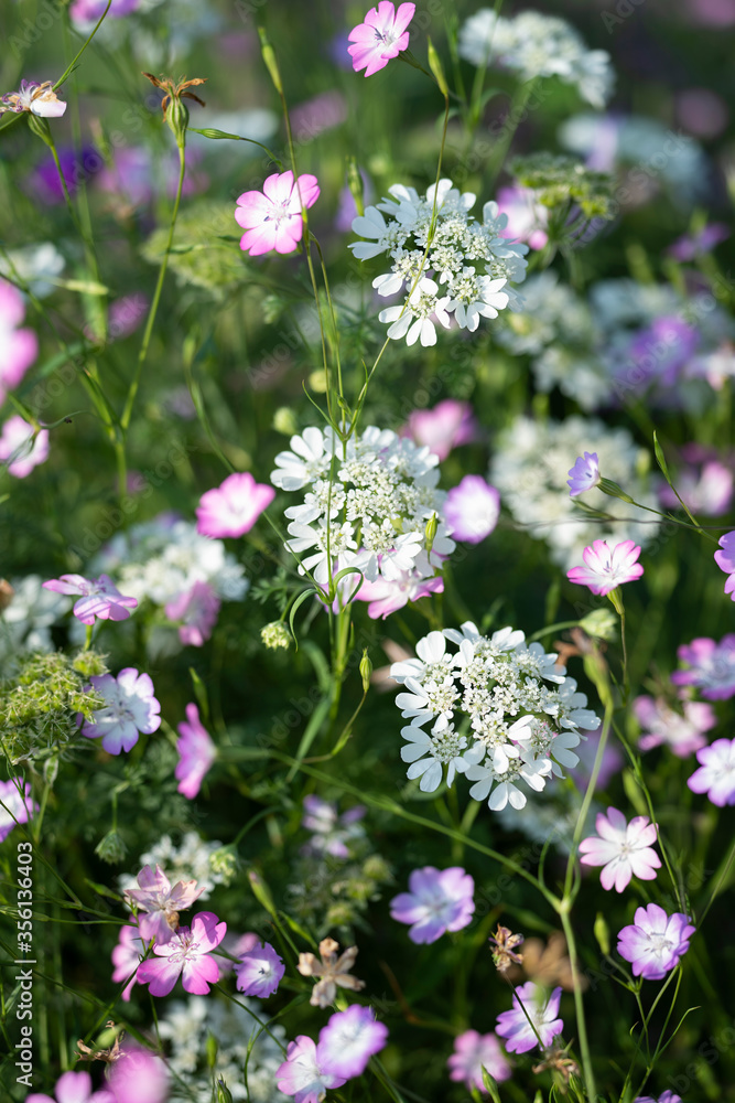 Fototapeta premium flowers