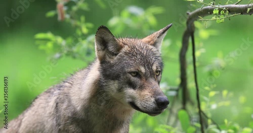 Grey wolf in the forest photo