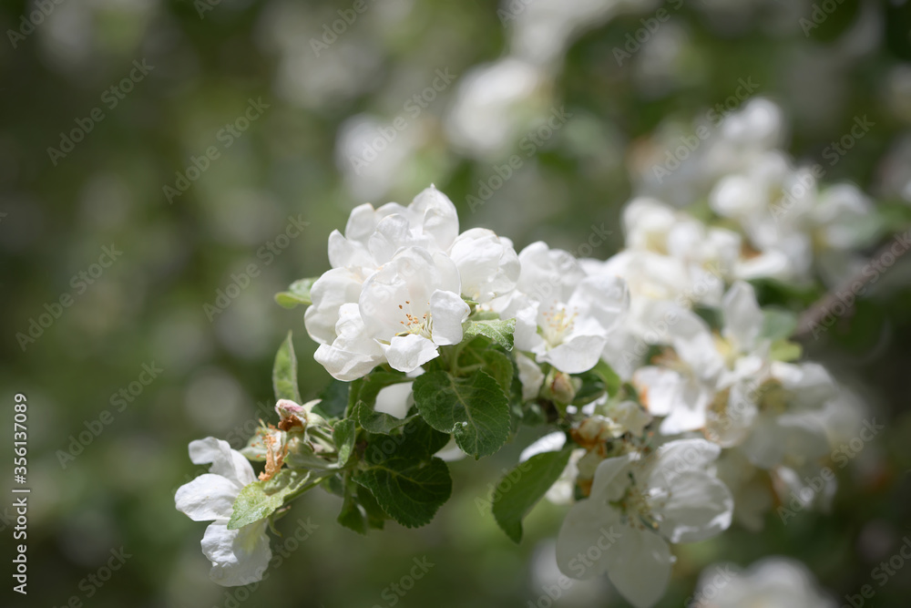 Thick clusters of flowers on a spring apple tre Thick clusters of flowers on a spring apple tre