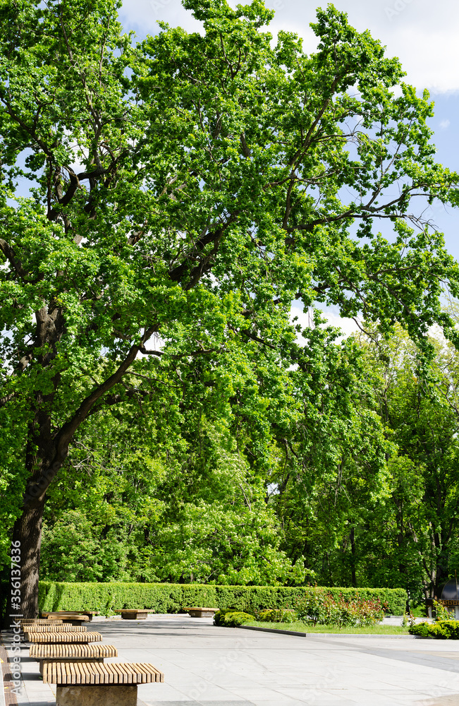 oak with a beautiful green crown, in the park oak with a beautiful green crown, in the park
