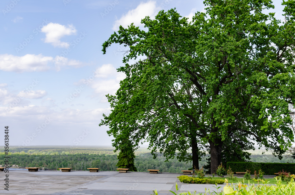 Fototapeta premium benches for relaxation with a tree, in a park among green trees,