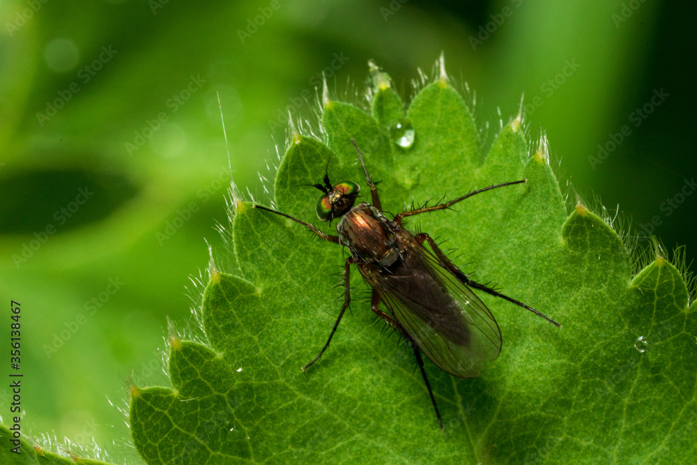 Fliege auf Blatt Fliege auf Blatt