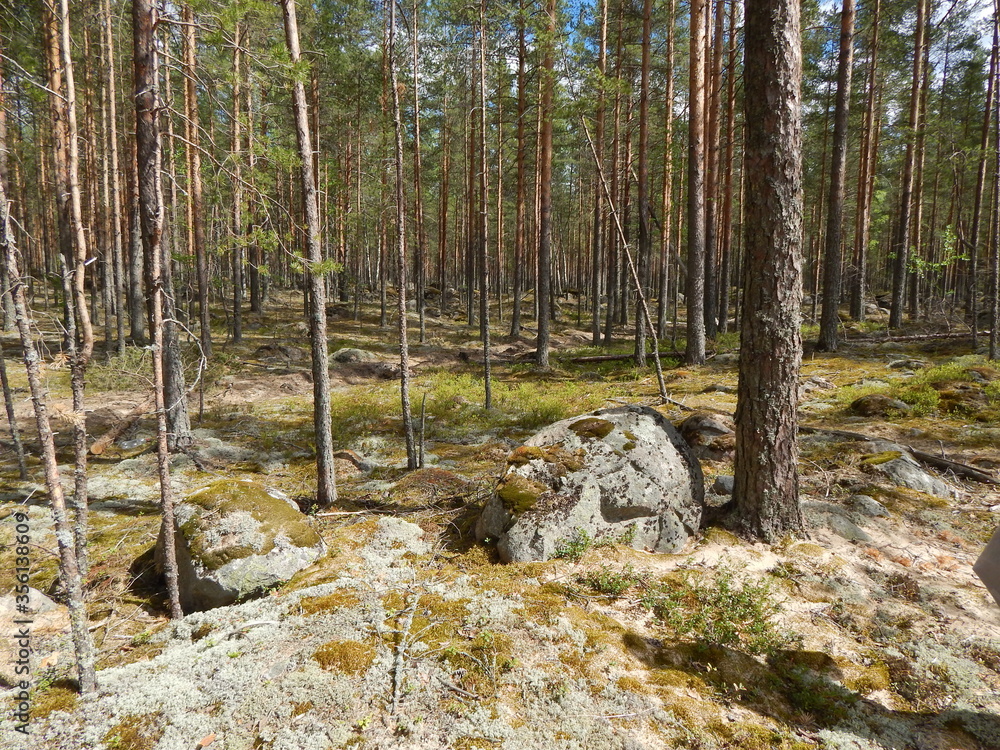Pine forest on a sunny day, large stones, moss Pine forest on a sunny day, large stones, moss
