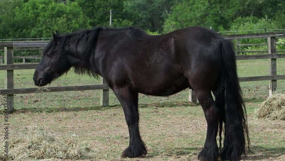 A black pony eats hay from a pile on the ground. A black pony eats hay from a pile on the ground.