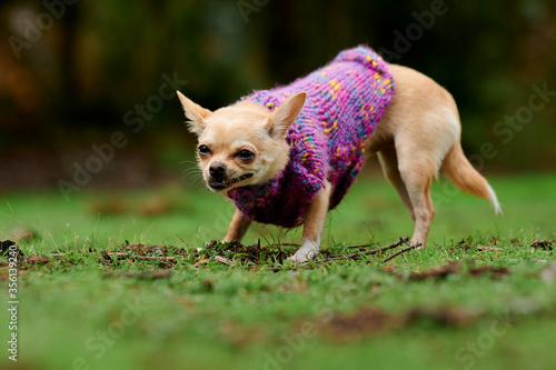 Cachorra chiguagua con chaleco de lana morado photo