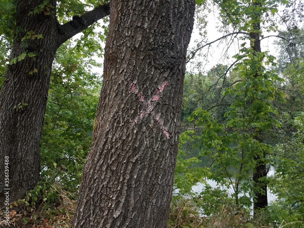 tree trunk with red X mark on it and green leaves