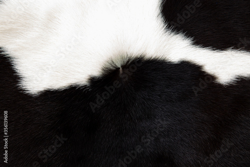 close up of a cow 's fur